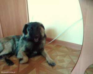 dog, pet