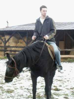 horse