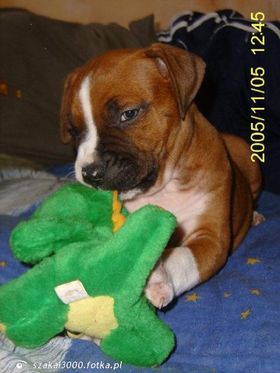 Najładniejsze zdjęcie użytkownika szakal3000 - Słodziutki szczenaczek! :-)