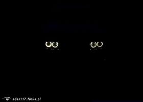 Najładniejsze zdjęcie użytkownika adas117 - angel eyes