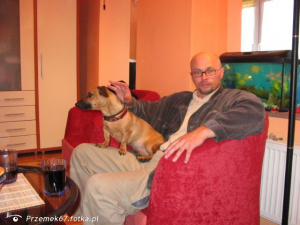dog, pet