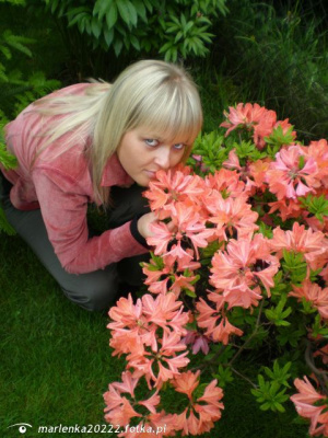 petal, plant, flower