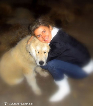 dog, pet