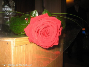 petal, tableware, flower