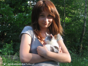 sitting, dog, cat, pet