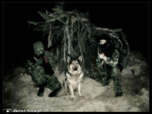 dog