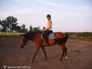 hair, horse, bridle, rein, sports