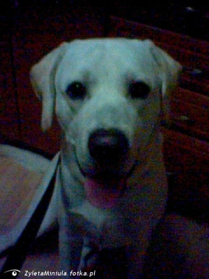 dog, pet