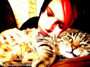 cat, pet