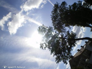 sky, branch