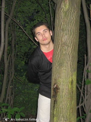 forest, trunk
