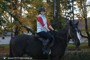 hair, horse, bridle, rein, sports, helmet