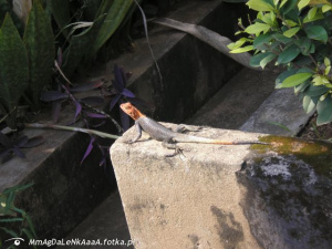bird, jungle