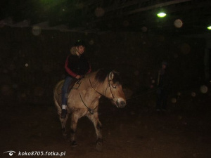 horse, bridle