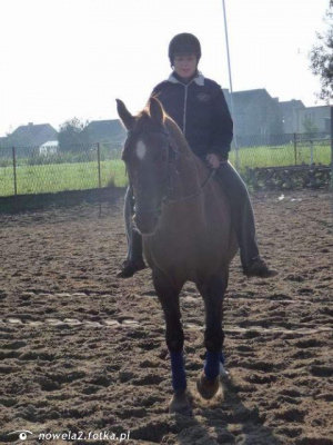 hair, horse, bridle, rein