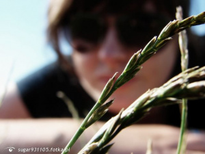 branch