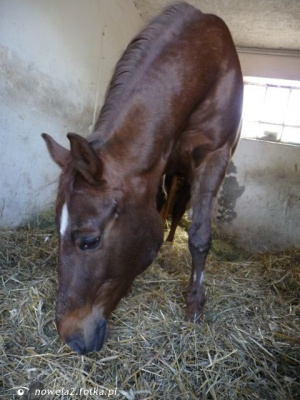 horse