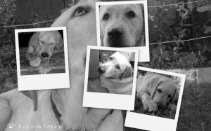 dog, pet