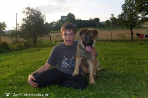 dog, pet