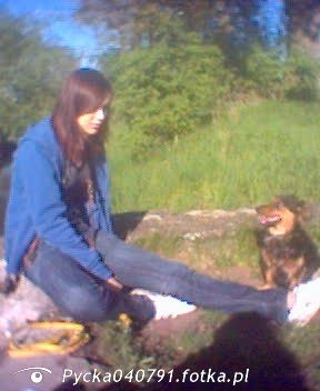 sitting, dog