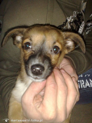 skin, dog, pet