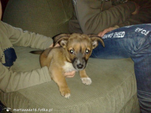 jeans, dog, pet