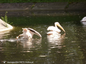 bird, duck, lake, waterfowl