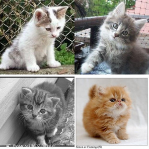 cat, pet