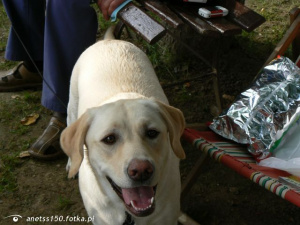 dog, pet
