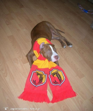 dog