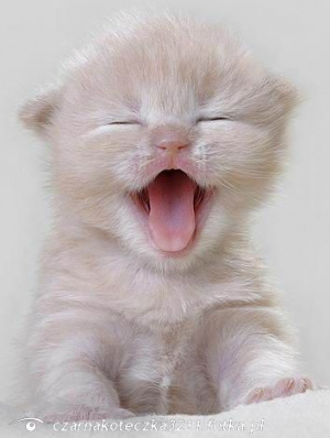 mouth, skin, cat, pet