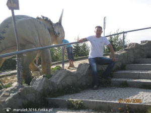 jeans, horse