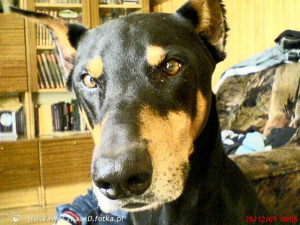 dog