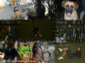 dog