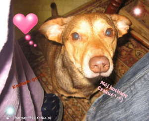 dog, pet