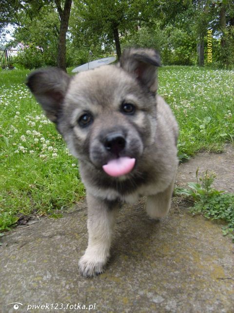 dog, pet