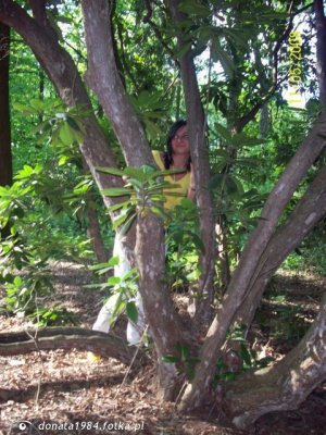 forest, branch, plant, trunk, jungle