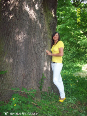 forest, trunk