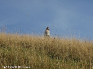 prairie, bird