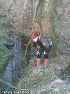 forest