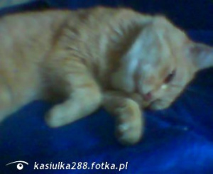 cat