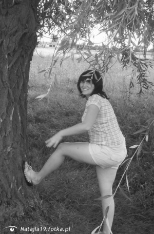 monochrome, forest