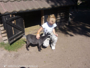 dog, pet