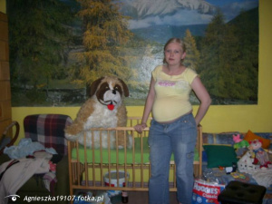fun, dog