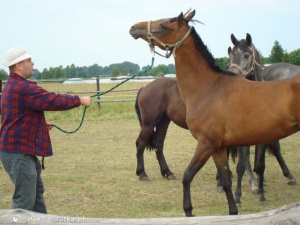hair, horse, rein
