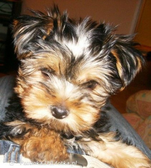 dog, pet