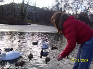 bird, duck, waterfowl