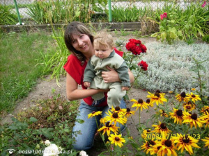 petal, plant, flower, garden
