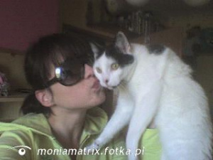 cool, glasses, ear, cat, pet