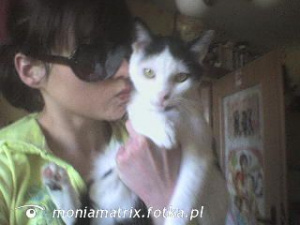 cool, glasses, cat